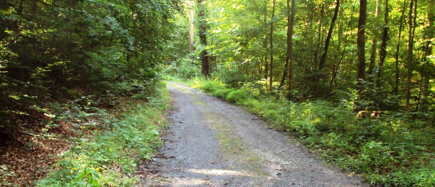 Wanderweg29_Salzgitter_HD_16zu9.JPG Ein sonnenbeschienener Waldweg verläuft durch einen dichten, grünen Laubwald.