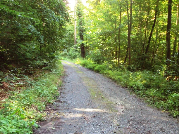 Ein sonnenbeschienener Waldweg verläuft durch einen dichten, grünen Laubwald.