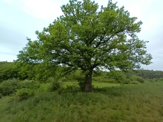 mächtige Eiche auf dem Birkenhübel
