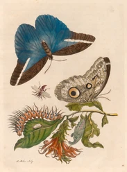 Maria Sibylla Merian_Suriname ©Uni-Bib Frankfurt a.M..tif
