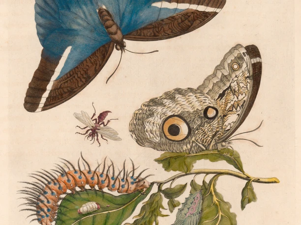 Maria Sibylla Merian_Suriname ©Uni-Bib Frankfurt a.M..tif