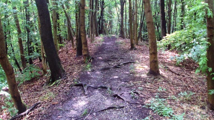 Wanderweg21_Salzgitter_HD_16zu9.JPG Ein schmaler, von Wurzeln durchzogener Pfad in einem dichten, grünen Laubwald.