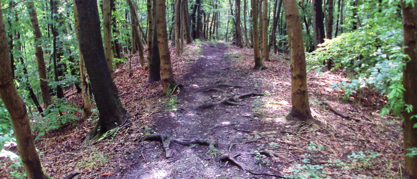 Wanderweg21_Salzgitter_HD_16zu9.JPG Ein schmaler, von Wurzeln durchzogener Pfad in einem dichten, grünen Laubwald.