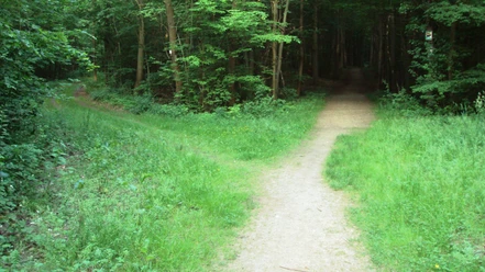 Wanderweg1_Salzgitter_HD_16zu9.JPG Eine Wegegabelung auf einem hellen Wanderweg inmitten eines dichten, grünen Waldes.