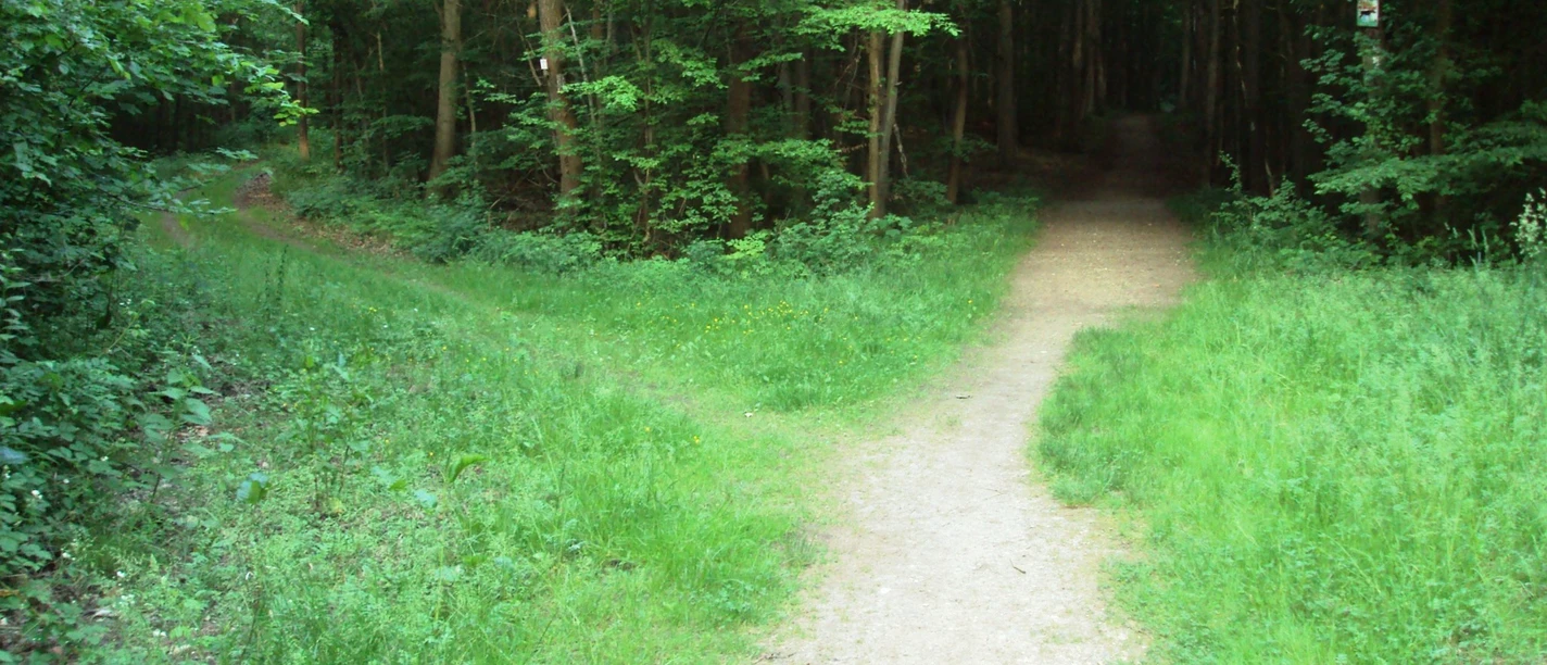 Wanderweg1_Salzgitter_HD_16zu9.JPG Eine Wegegabelung auf einem hellen Wanderweg inmitten eines dichten, grünen Waldes.