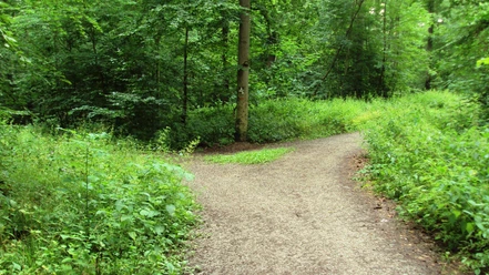 Ein heller, breiter Wanderweg gabelt sich im grünen Wald an einem markierten Baum.