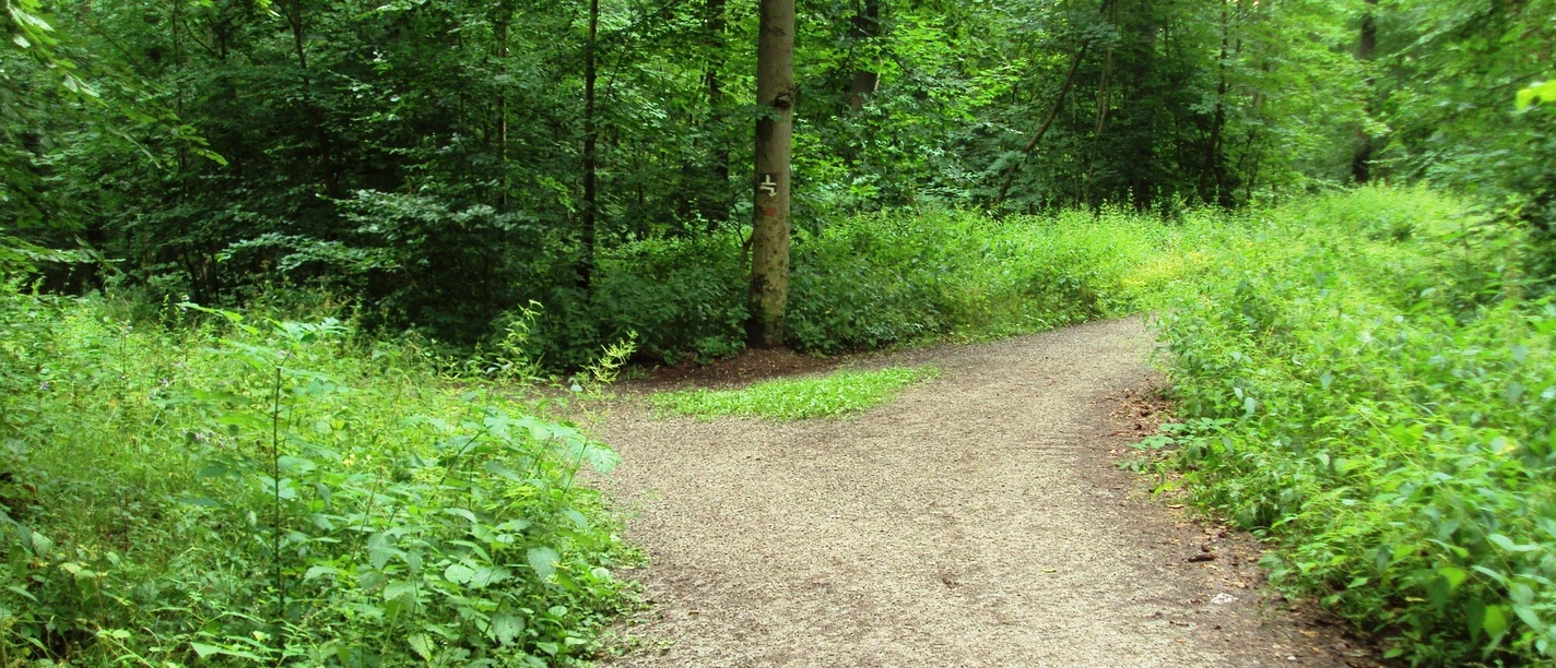Wanderweg26_Salzgitter_HD_16zu9.JPG Ein heller, breiter Wanderweg gabelt sich im grünen Wald an einem markierten Baum.