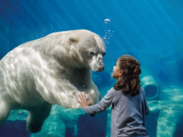 Mädchen und Eisbär im Unterwasser-Panorama im Yukon Bay