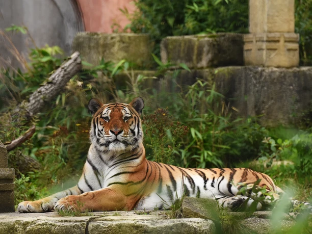 Tiger im Dschungelpalast