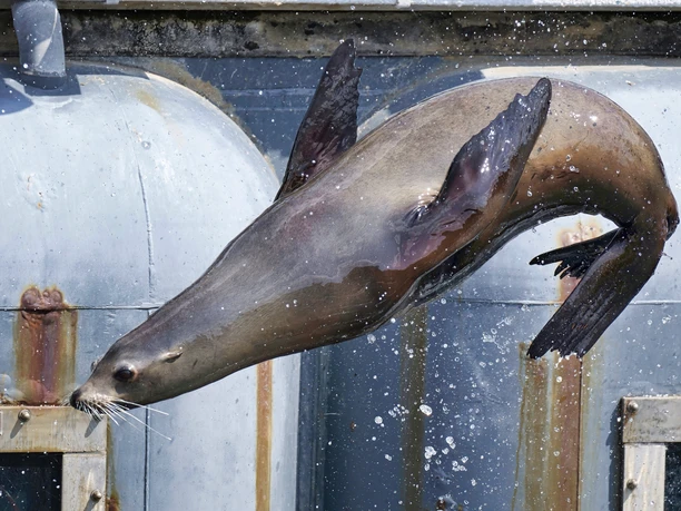 Kalifornischer Seelöwe im Yukon Bay.jpg