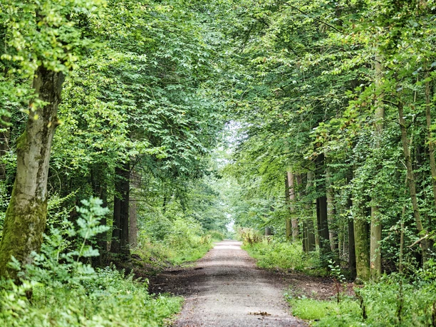 Waldweg