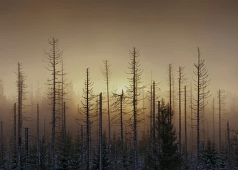 Kahle Fichten im Nebel-2022-Bertram Kösler_PM.jpg