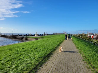20231012_163522 (c) Tanja Mehl_Erlebnis Bremerhaven.jpg Spaziergänger mit Hunden auf der grünen Deichpromenade am Wasser, im Hintergrund Hafenanlagen.