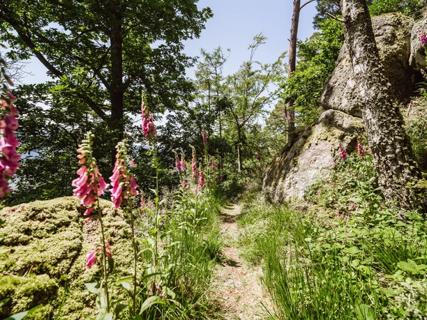 Weg zur Elsbethhütte