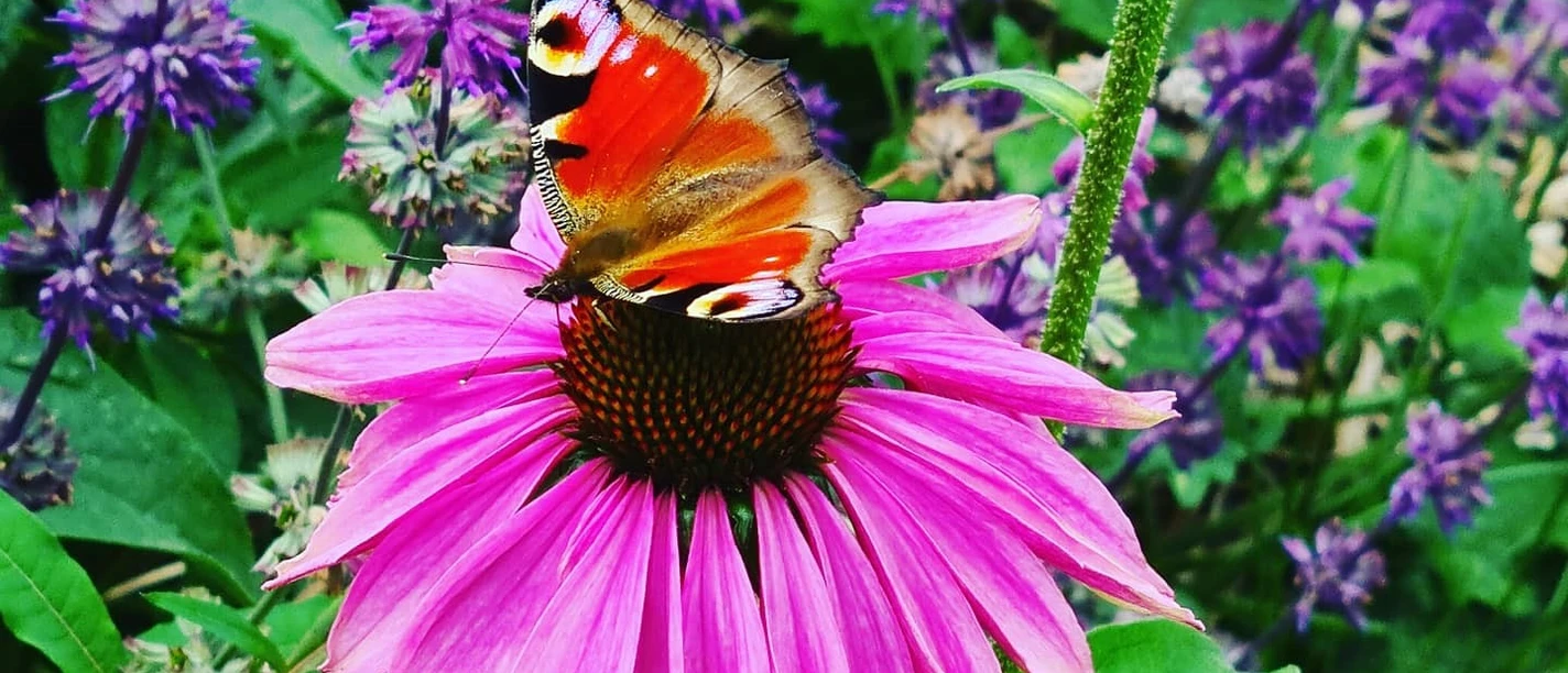 Spiritueller_Sommer_Schmetterling.jpg