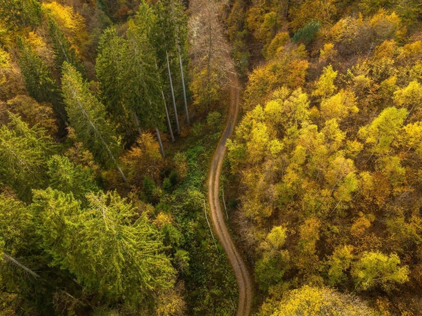 Wald Wald