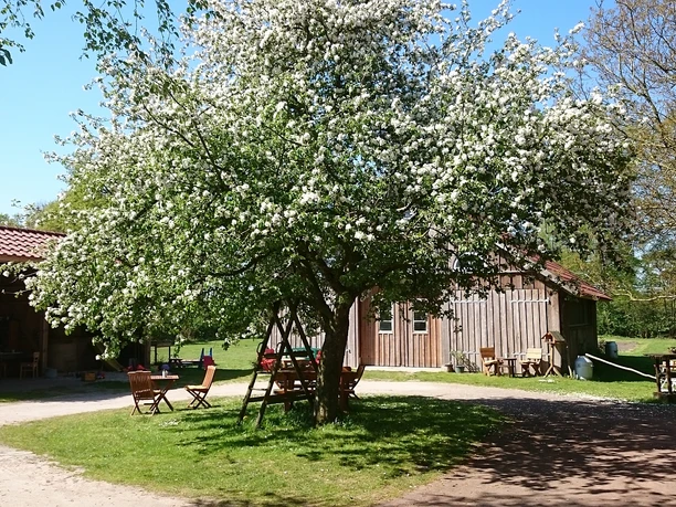 Schatteburger Melkhuske Rhauderfehn Blühender Baum mit weißen Blüten auf einer Wiese vor einem Holzgebäude und mehreren Holztischen und Stühlen