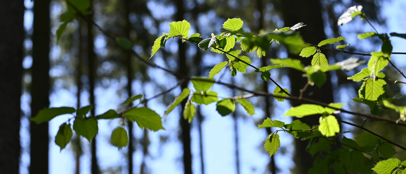 Sonnenbeschienene grüne Blätter vor unscharfen Baumstämmen im Wald bei Bestwig