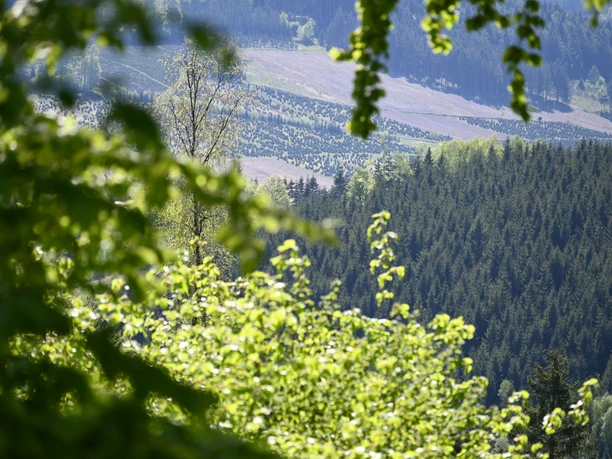 Ausblick auf einen Fichtenwald