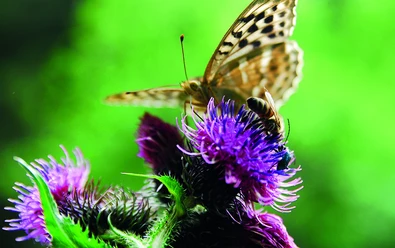 Wildkräuterwanderung mit aurira GmbH
