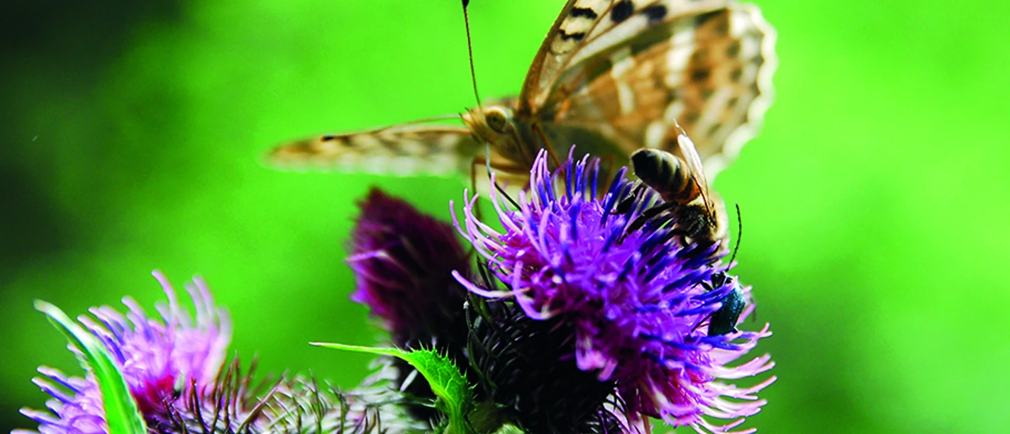 Wildkräuterwanderung mit aurira GmbH