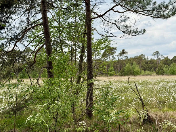 Trees at the edge of a moorland landscape densely covered with white cottongrass.
