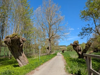 Ein sonniger Feldweg bei Einbeck, gesäumt von markanten Kopfweiden unter blauem Himmel.