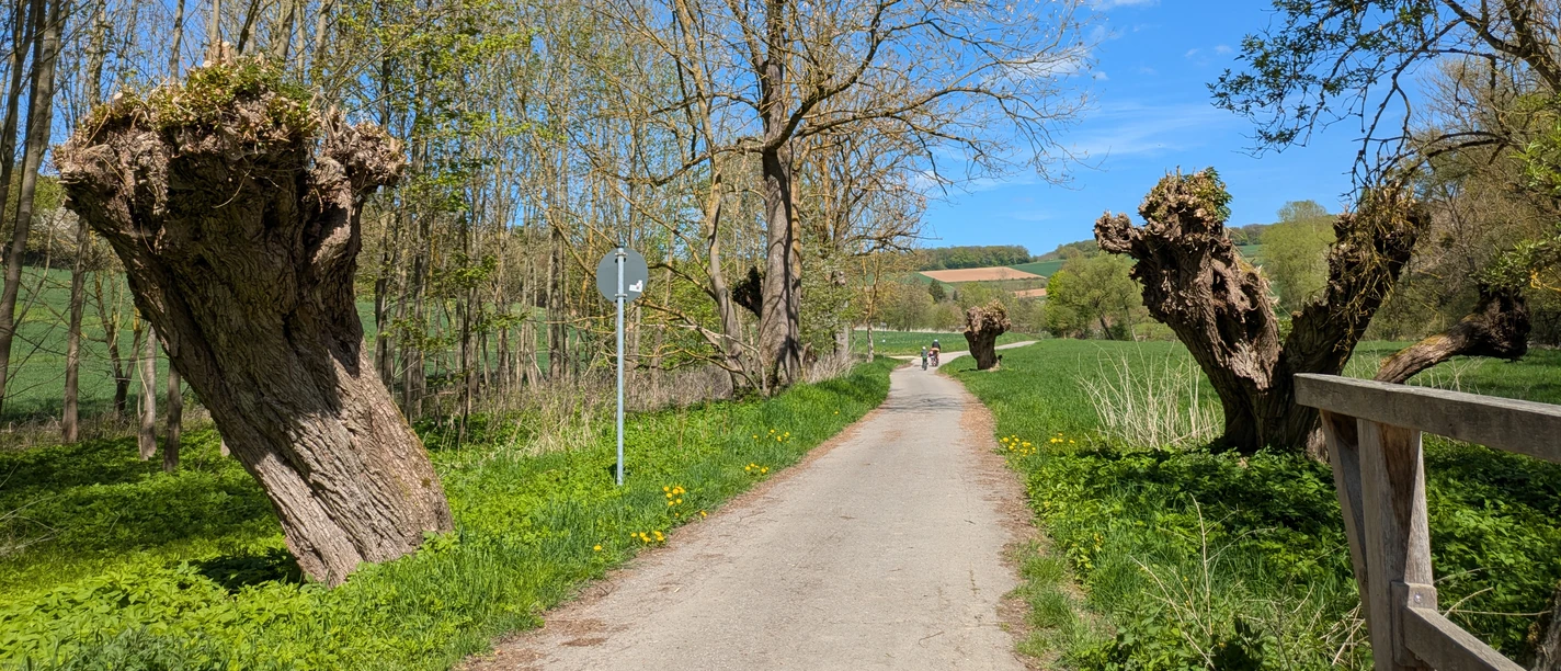 Ein sonniger Feldweg bei Einbeck, gesäumt von markanten Kopfweiden unter blauem Himmel.