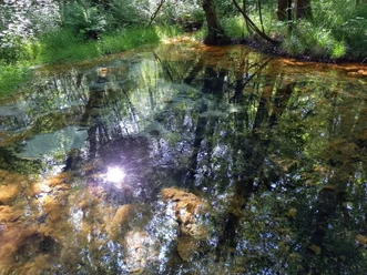 Schwindequelle Spiegelungen von Bäumen und Sonnenlicht im klaren Wasser der Schwindequelle in einem Waldstück.