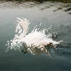 Bild von Anna Heydel Weiße, filigrane Papierformen schweben wie ein Nest auf dunklem Wasser.