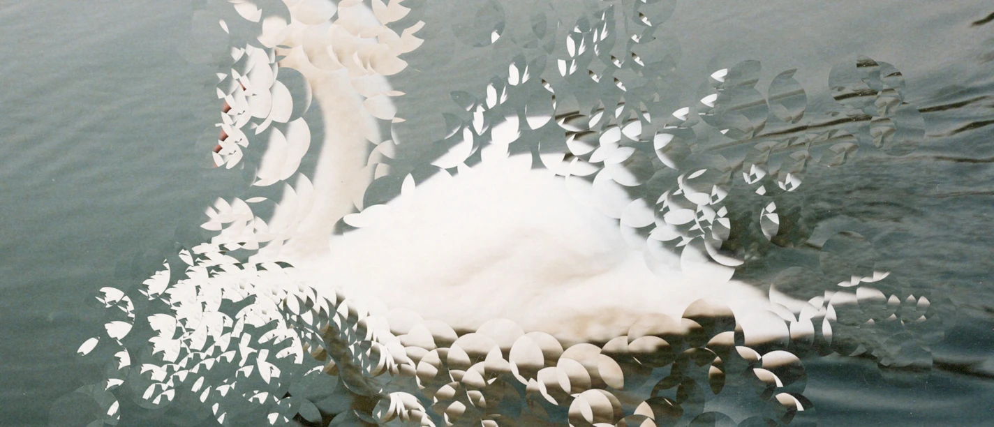 Bild von Anna Heydel Weiße, filigrane Papierformen schweben wie ein Nest auf dunklem Wasser.