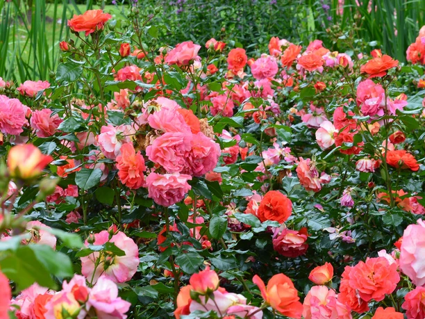 Rosenausschnitt.jpg