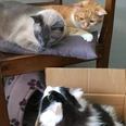 Auf einem Holzstuhl liegt eine hellbraun/orange getigerte Katze und links daneben eine graue Katze. Unter dem Stuhl sitze eine weitere Katze, die schwarz und weiß gefleckt ist, in einem Pappkarton und schaut zu den beiden Katzen hoch.