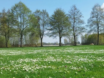 Weite Wiese mit zahlreichen Gänseblümchen, umgeben von einer Reihe von Laubbäumen unter blauem Himmel.