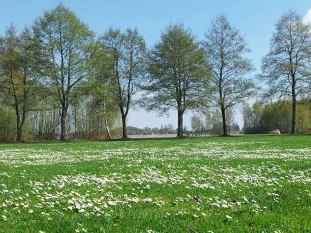 ba5 Weite Wiese mit zahlreichen Gänseblümchen, umgeben von einer Reihe von Laubbäumen unter blauem Himmel.