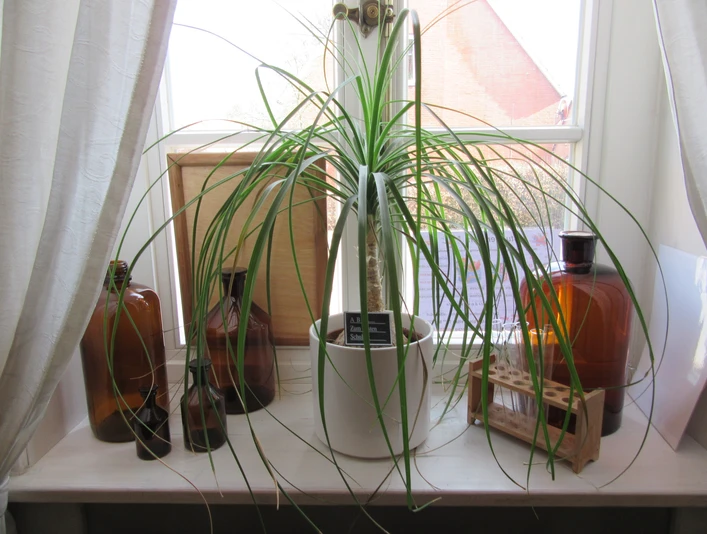 Hotel & Restaurant Alte Schule Eine große Pflanze in einem weißen Topf auf einer Fensterbank, umgeben von braunen Glasflaschen.A large plant in a white pot on a windowsill, surrounded by brown glass bottles.En stor plante i en hvid potte i vindueskarmen, omgivet af brune glasflasker.Een grote plant in een witte pot op een vensterbank, omringd door bruine glazen flessen.