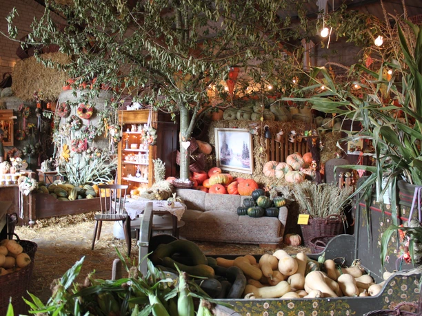 Kürbisscheune von innen Eine rustikale Scheune voller Kürbisse verschiedener Formen und Farben, umgeben von grünen Pflanzen.