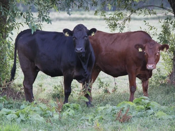 Rinder auf der Weide Zwei Rinder stehen nebeneinander auf einer Weide, umgeben von saftigem Grün und Bäumen.