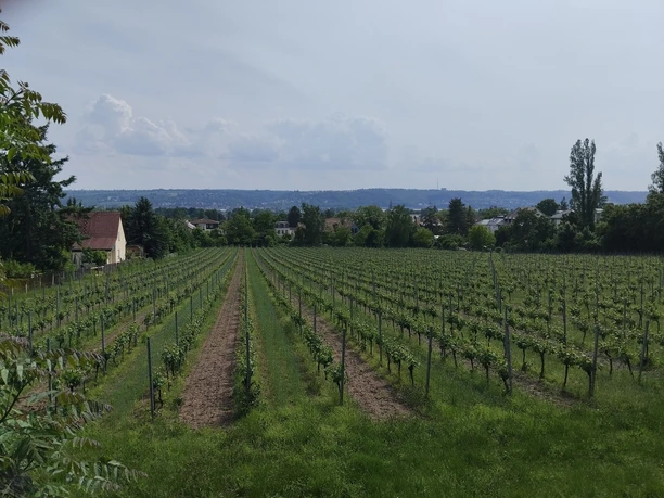 Weinberge in der Niederlößnitz