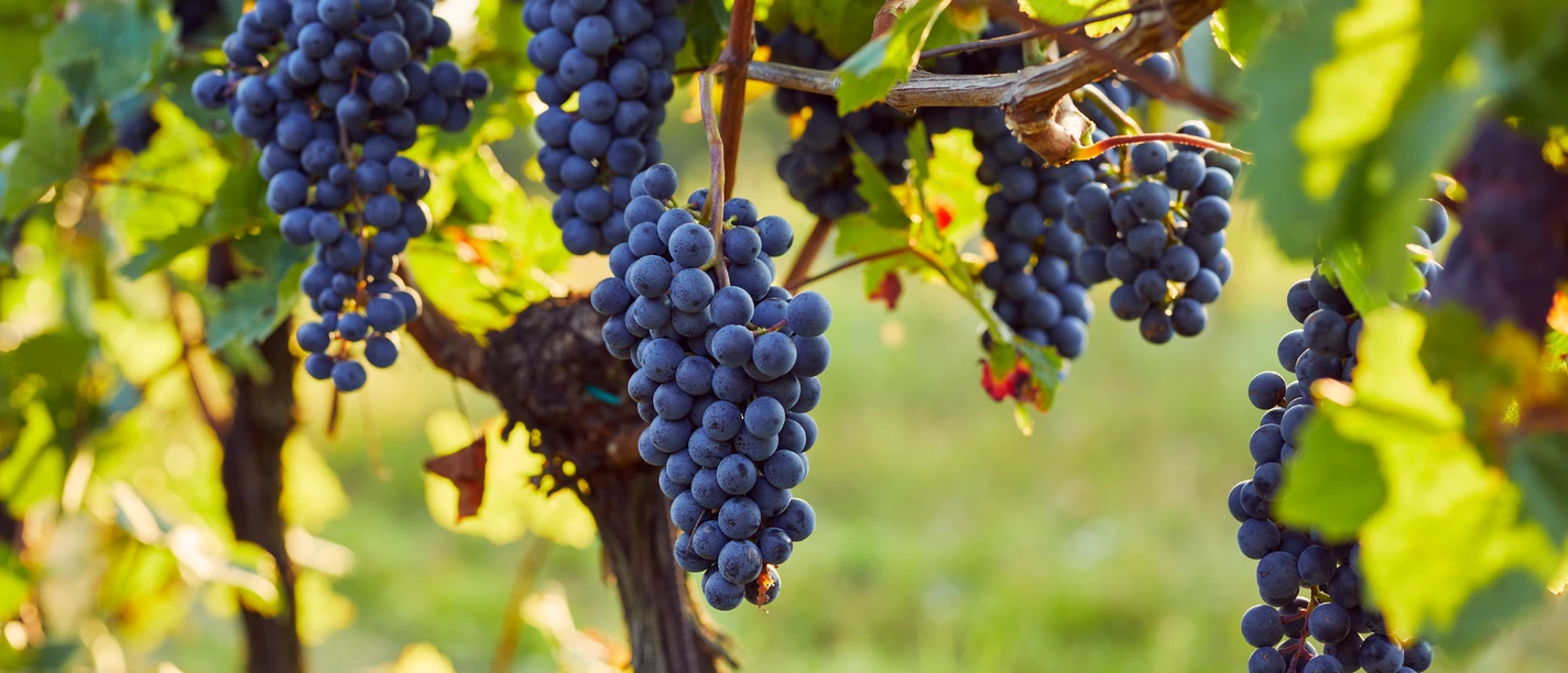 weinrebe.png