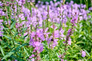 Cuxland, SG Land Hadeln - Mori-Garten.jpg Blick auf eine wilde Blumenwiese