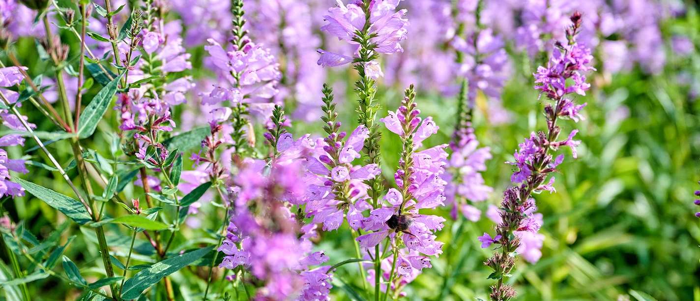 Cuxland, SG Land Hadeln - Mori-Garten.jpg