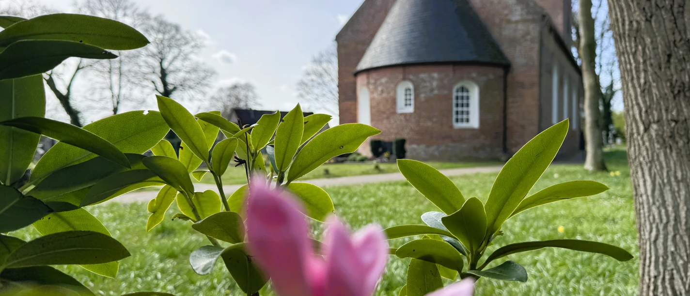 Kirche Backemoor Eine rosa Blüte vor der Ev.-luth. Kirche Backemoor auf einer grünen Wiese unter blauem Himmel.