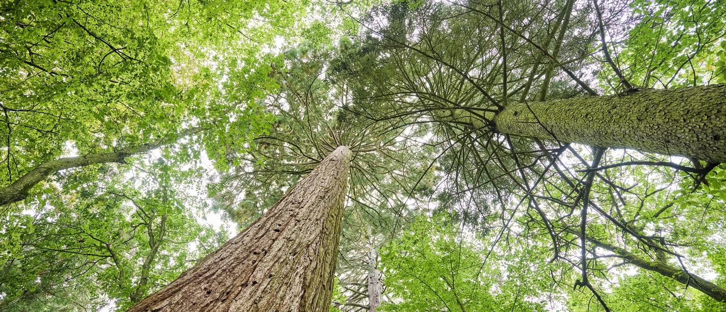 Im Wald
