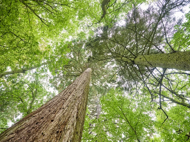 Im Wald