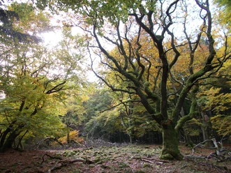 Weiße Mauer Baum (CBandy.DSCN1095.13.10.2017.300).jpg