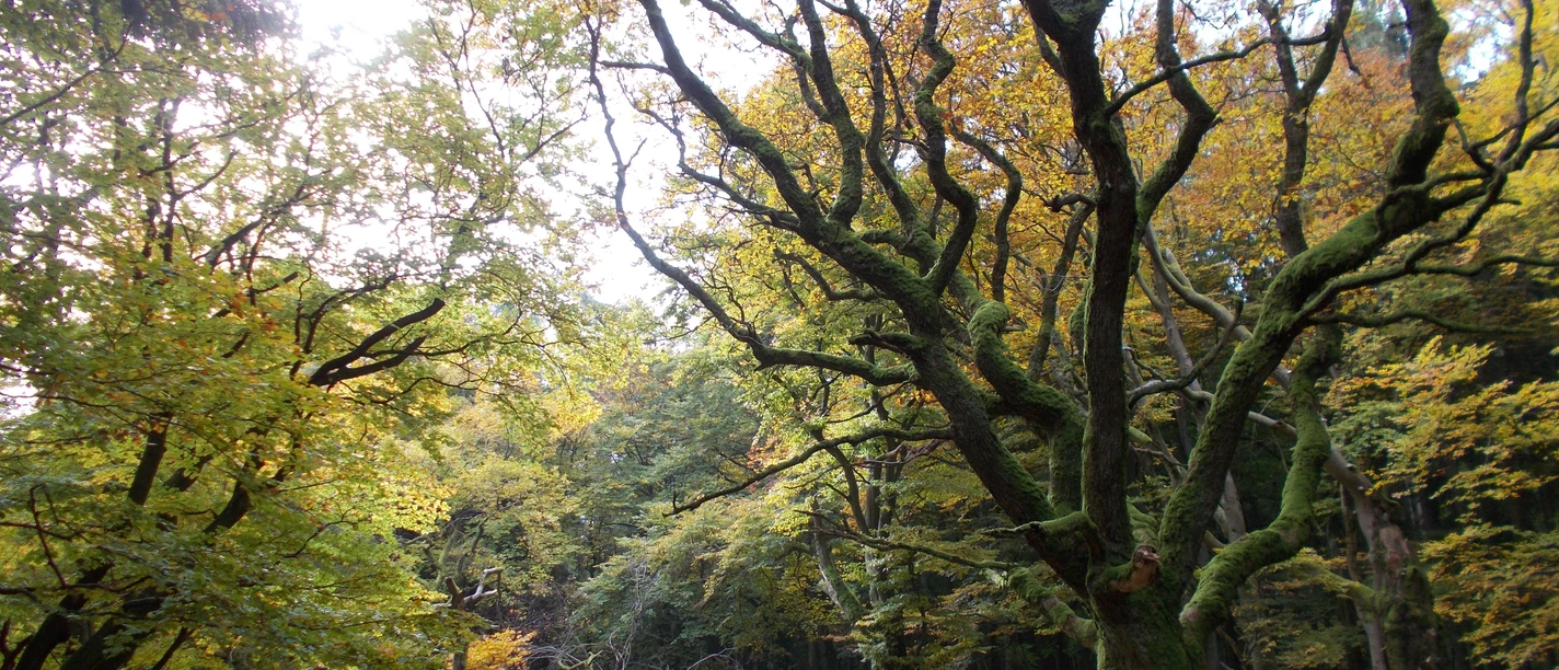 Weiße Mauer Baum (CBandy.DSCN1095.13.10.2017.300).jpg