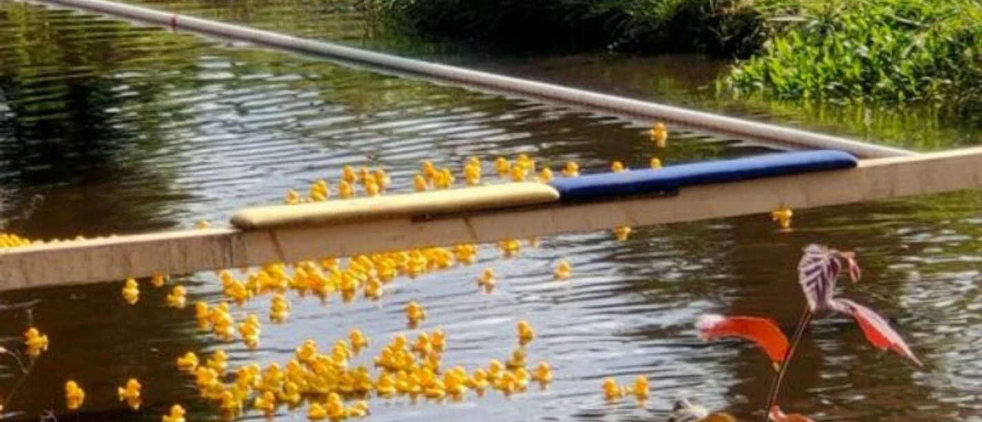 Fest der 1000 Laternen Quietsche Entenrennen.jpg Zahlreiche gelbe Quietsche-Enten starten beim Entenrennen und fallen von einer Rampe ins Wasser.