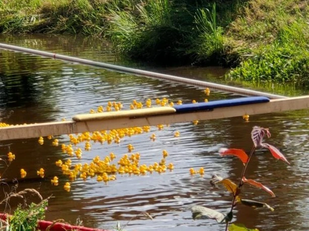 Fest der 1000 Laternen Quietsche Entenrennen.jpg Zahlreiche gelbe Quietsche-Enten starten beim Entenrennen und fallen von einer Rampe ins Wasser.