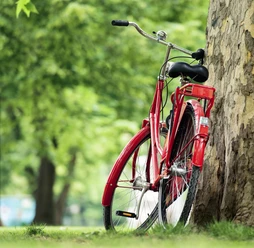 Fahrrad am Baum Fahrrad am Baum